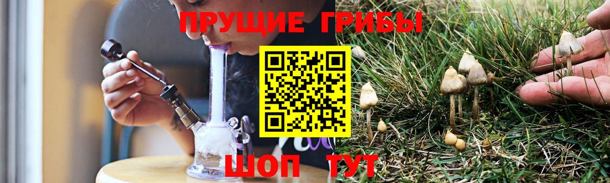 сколько стоит  Псилоцибиновые грибы мицелий  Вход с VPN  Курган 